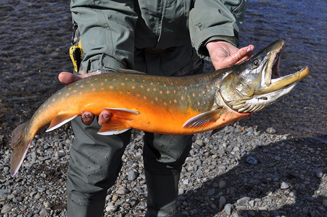 Labrador Arctic Char Fishing
