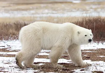 Churchill polar bear adventures
