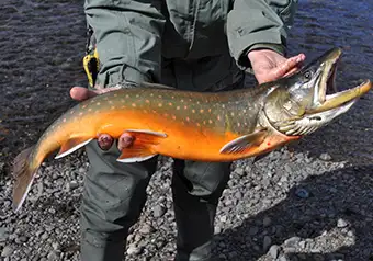 Northwest Territories Arctic char and grayling fishing