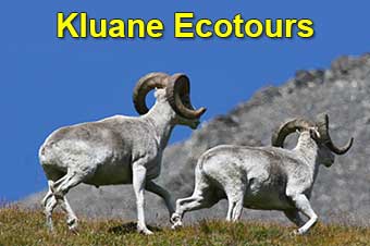 Kluane Ecotours
